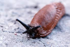 Maybe you would like to learn more about one of these? Elenco Dei Molluschi Con Caratteristiche E Foto
