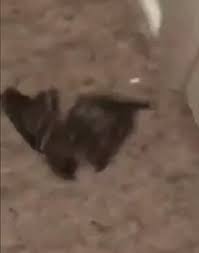 The giant foot of stomping trope as used in popular culture. Teenage Boys Stomp On Bird Before Throwing It Against A Wall Daily Mail Online