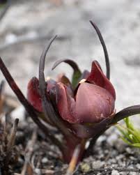 Image result for Habenaria insolita