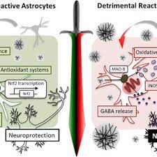 Pdf Reactive Astrocytes In Alzheimer S Disease A Double Edged Sword