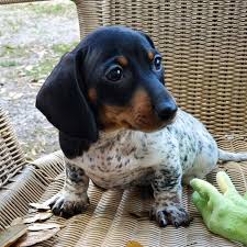 Welcome to dachshund rescue of ohio. Meet Moo An Adorable Dachshund That Looks Like He Has The Body Of A Cow 30 Photos Bored Panda