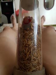 CrazyShit.com | worms on dick - Crazy Shit