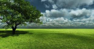 Rumput grinting memiliki kelebihan tersendiri diantara jenis jenis rumput lain. Gambar Pemandangan Padang Rumput Pulau Besar Juga Termasuk Dalam Sempadan Negeri P Pacuan Kuda 576 590 Pacul 754 7 Wallpaper Alam Alam Yang Indah Pemandangan