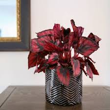 Jun 27, 2016 · no matter what type of exotic angel plants you're caring for, here are some general tips for success: Angel Plant Care How To Take Care Grow Angel Plant Indoor Plants