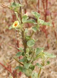 Image result for Hibiscus panduriformis