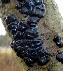 I talk about the challenges of lawn funguses like. Black Witch S Butter New Hampshire Garden Solutions