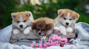 .floral arrangements cemetery flowers grave flowers unique flowers beautiful flowers flower crafts flower art puppy flowers. Wallpaper Three Cute Puppies Flowers 3840x2160 Uhd 4k Picture Image