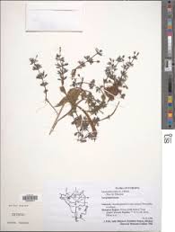 Image result for Limnophila ceratophylloides