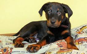 Ukpets found beauceron for sale in the uk. Beauceron Dog Breeds Facts Advice Pictures Mypetzilla Uk