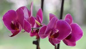 Flowers that symbolize strength and courage. Orchid Flower Meaning Symbolism And Colors