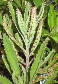 Leopard Mother Of Thousands Kalanchoe Daigremontiana Alligator Plant Garden Outdoor Unusual Plants Plants Pretty Plants