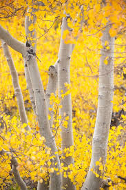 Birch Trees In Fall Photos Pin By Brenda Sorrels On Minnesota Nice Aspen Trees Beautiful Tree Nature