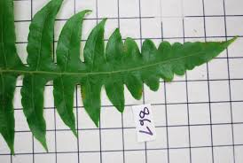 Image result for Blotiella