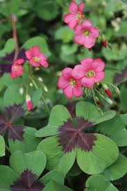 Oxalis iron cross, also known as the good luck plant, really. Oxalis Tetraphylla Alchetron The Free Social Encyclopedia