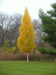 In botany, a tree is a perennial plant with an elongated stem, or trunk, supporting branches and leaves in most species. 84 Columnar Trees For Landscapes Ideas In 2021 Columnar Trees Trees And Shrubs Shrubs