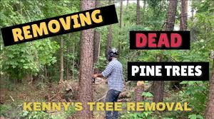 How are billions of people living in cities supposed to eat without some sort of business transaction taking place? Climbing And Cutting Down Dead Pine Trees Youtube