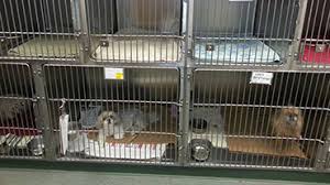 Match made on care.com every 3 minutes, so find your perfect pet care provider today. Boarding Veterinarian In Beaverton Or Companion Pet Clinic Of Beaverton