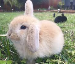 7 Baby Lop Bunnies For Sale Rabbits Gumtree Australia Bayswater Area Morley 1165777780 Kitten For Sale Ragdoll Cat Breeders Ragdoll Kittens For Sale