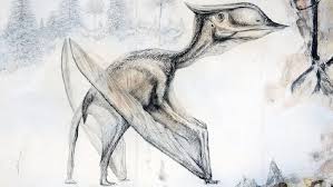 Image result for Sinopteridaceae