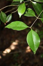 Image result for Tricalysia pallens