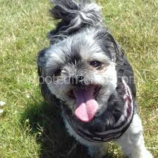 Maltese Terrier Karisimi Veteriner Yorumlari Kacinilmasi Icin 3 Neden Karma Cins Kopekler