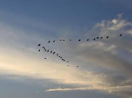Voici donc des explications sur la manière de dessiner un oiseau. Comment Les Oiseaux Migrateurs Se Dirigent Ils Sciences Et Avenir