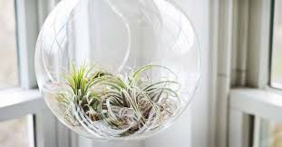 The supplies are strainers, paper, paper fasteners, small rocks and air plants, hooks and a tray. Air Plant Care How To Grow Care For And Display Your Air Plant