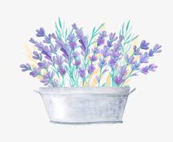 Pin On Lavanda Provans