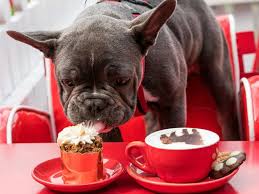 Welcome to bakeries near me. Miss Drew S Bakery Dog Cafe Dog Friendly Cafe In Tyabb Pupsy