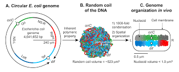 It also contains chromosomes which are very important for cell heritance. Nucleoid Wikipedia