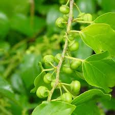 Image result for Colubrina asiatica