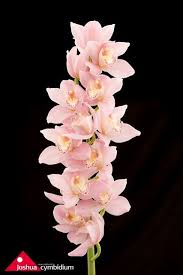 Pin On Sweet Pink Wedding Ideas