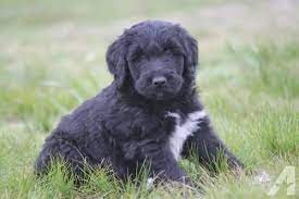Professional and hobby dog breeders can advertise their puppies for sale online on our free classifeds website. Schnoodle Puppies For Sale Tulsa Ok 150727 Petzlover