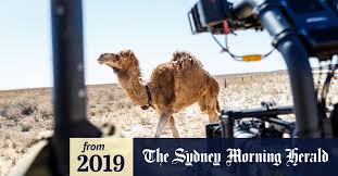 Apache camel tends to be a favorite choice when it comes to implementing a mesh of coordinated applications resolving protocol/data mediations and service orchestrations. Judas Collar How An Aussie Film Starring A Camel Is Gunning For An Oscar Nomination