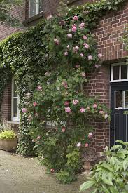 Pflanzenportrat Efeu Das Haus Rankende Pflanze Vorgarten Garten Pflanzen