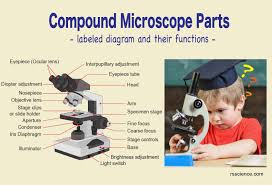 The compound microscope is more complicated than just a microscope with more than one lens. 98 Microscope Activities And Lessons Ideas In 2021 Microscope Activity Homeschool Science Biology Scientists