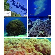 Image result for Dark Blue 1980 Queensland Independent Concrete