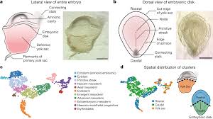Gene Expression In Stenella Embryos. Drawings Of Embryos At Carnegie... |  Download Scientific Diagram