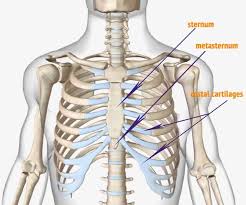 Skeleton ribs anatomy free vector graphic on pixabay. Anatomy Of The Human Ribs With Full Gallery Pictures Dislocated Rib