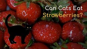 Can cats eat strawberry yogurt. Can Cats Have Strawberries Toocoolcats The True About Strawberries