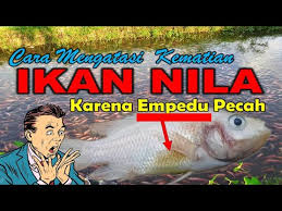 Cara Mengatasi Ikan Nila Mati Karena Empedu Pecah Youtube