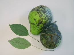 Table 1 provides a summary of the chemical and 210 although exact proportions may vary among recipes, the basic process for lime sulfur. Calcium Sulphide Or Calcium Polysulphide Lime Sulphur Space For Life