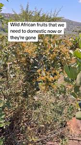 Image result for Searsia natalensis