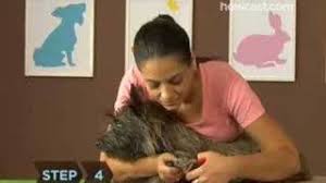 Once the styptic powder (or styptic powder substitute, like corn starch) is applied to the dog' 07.02.2013 · need substitute for styptic powder! Halsey East Animal Clinic