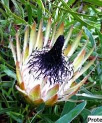 Image result for Pterodiscus aurantiacus