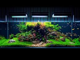 Aquarium Maintenance On Client Location 4k Cinematic Green Aqua Youtube In 2020 Aquarium Maintenance Aquarium Aqua Aquarium