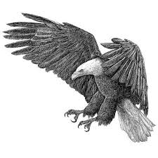 Bald Eagle Clipart Black And White Vintage Bald Eagle Illustration Mural Wallpaper Eagle Drawing Eagle Pictures Bald Eagle