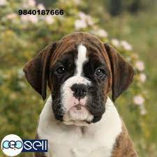 Use the search tool below and browse adoptable the cost to adopt a boxer is around $300 in order to cover the expenses of caring for the dog before adoption. Boxer Puppies For Sale In Chennai Chennai Free Classifieds