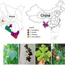 Image result for Coccinia grandiflora