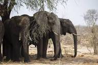 Botswana threatens to send 20,000 elephants to Germany in trophy ...